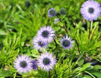 Blue pom pom-like flowers on rigid stem above glossy foliage